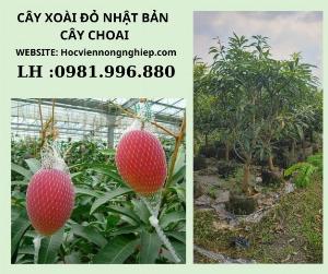 Xoài đỏ Nhật Bản (xoài đỏ mặt trời -Giống cây mới cho năng suất cao