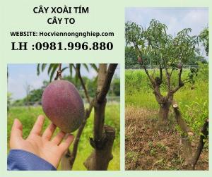 Xoài tím -xoài tím ngọc vân -xoài tím thái lan -giống chuẩn F1