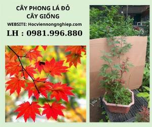 Cây phong lá đỏ giống chuẩn -Cây có dáng siêu đẹp