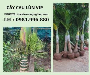 Cây cau lùn vip to -Cây có dáng siêu đẹp cây cho năng suất cao