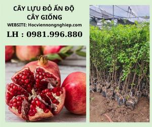 Cây lựu đỏ ấn độ cây giống cao 70cm-Cây cho năng suất cao