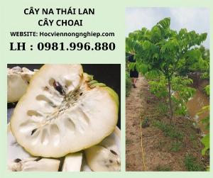 Cây na Thái Lan cây to sẵn trái-Cây chuẩn giống 100% -Cây thu về kinh tế cao -
