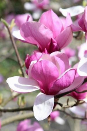 Cây hoa mộc lan cây choai -dáng cây siêu đẹp,cây cho ra hoa siêu dẹp