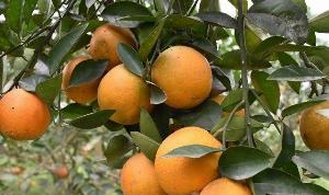Cây cam v2 giống chuẩn -chuyên cung cấp cây giống chuẩn F1