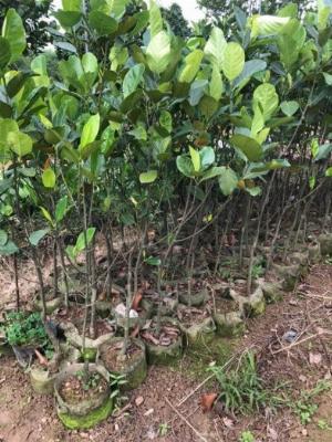 Cây mít trái dài malaysia choai -cây cho năng suất cao