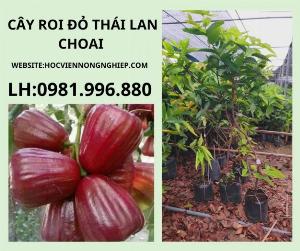 Cây roi đỏ Thái Lan cây choai -cây cho năng suất cao