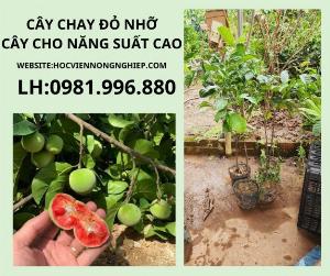 CAay chay đỏ nhỡ-cây cho năng suất cao-chuyên cung cấp các giống cây chuẩn F1