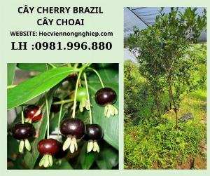 Cây cherry brazil to-cây cho năng suất cao -giá cả hợp lý