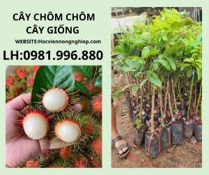 Chôm chôm thái lan -giống chuẩn 100%