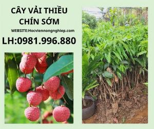 Vải thiều chín sớm  giống chuẩn-cây giống chuẩn F1