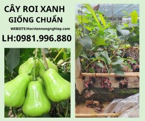 Cây roi xanh -giống chuẩn ,