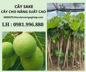 Cây sake chuẩn giống -cây cho năng suất cao