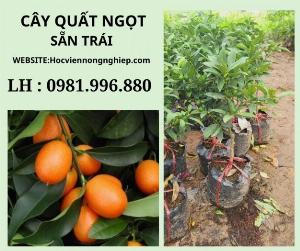 Cây quất ngọt sẵn trái -cây cho năng suất cao