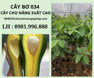 Cây bơ 034-cây cho năng suất cao -giá cả hợp lý