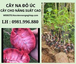 Cây na đỏ úc -chuẩn giống -cây cho năng suất cao