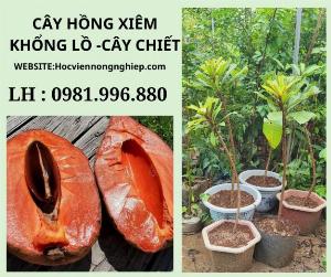 Hồng xiêm ruột đỏ khổng lồ cây chiết -cây cho năng suất cao -chuẩn giống F1