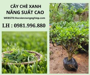 Chè xanh -trà xanh -cây cho năng suất cao