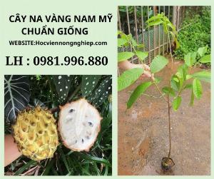 Cây na àng nam mỹ choai -chuẩn giống -cây cho năng suát cao