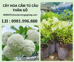 Cây hoa cẩm tú cầu thân gỗ sẵn hoa -dáng cây siêu đẹp