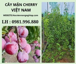 Cây mận cherry Việt Nam -Cây cho năng suất cao