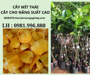 Cây mít thái -cây cho năng suất cao-chuyên cung cấp các giống chuẩn F1