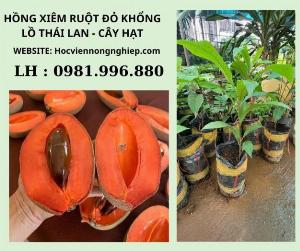 Hồng xiêm ruột đỏ khỏng lồ Thái Lan