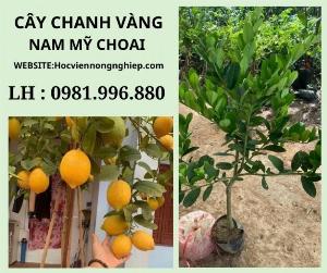 Cây chanh vàng nam mỹ choai -Chuẩn giống F1