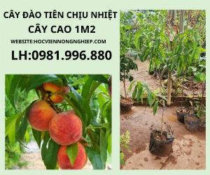 Cây đào tiên chịu nhiệt nhỡ-chuẩn giống F1