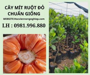 Cây mít ruột đỏ nhỡ -cây cho siêu nhiều trái