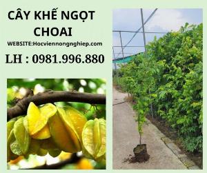 Cây khế ngọt choai -cây cho năng suất cao