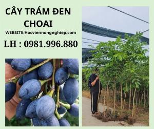 Cây trám đen choai -cây chuẩn giống