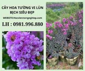 Cây hoa tường vi tím lùn siêu đẹp