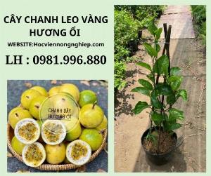 Cây chanh leo vàng hương ổi -chuẩn giống F1