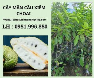 Cây mãn cầu xiêm -cây cho năng suất cao