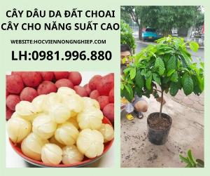 Cây dâu da đất choai -chuẩn giống F1