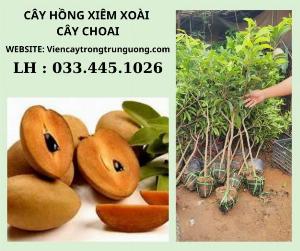 Cây hồng xiêm xoài nhỡ -cây cho năng suất cao