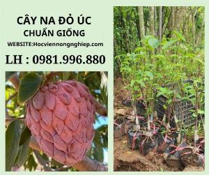 Cây na đỏ úc -cây cho năng suất cao