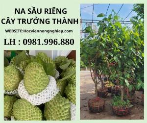 Cây na sầu riêng to trưởng thành -cây cho năng suất cao