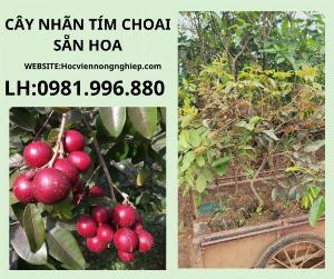 Cây nhãn tím choai sãn hoa-cây cho năng suất cao