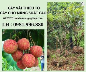 Cây vải thiều to-cây đã cho 5 vụ -năng suất cao