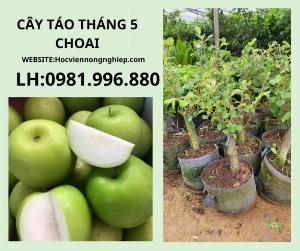 Cây táo t5 choai -cây chuẩn F1-chuẩn giống F1