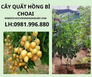 Cây quất hồng bì choai -cay cho năng suất cao