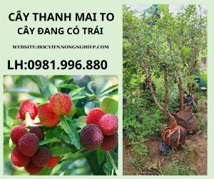 Cây thanh mai to sãn trái -cây cho năng suất cao