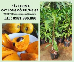 Cây lekima -cây lòng đỏ trứng gà -chuẩn giống 100%