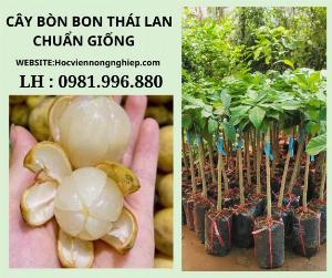 Cây bòn bon thái lan -cây cho năng suất cao