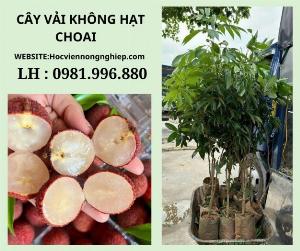 Cây vải không hạt choai -cây cho năng suất cao