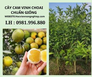 Cây cam vinh choai -cây cho năng suất cao