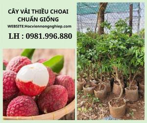 Cây vải thiều choai -cây cho năng suát cao