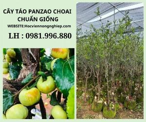 Cây táo tàu panzao -cây cao 2m-2m2 ,đkg 3cm