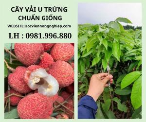 Cây vải u trứng-cây cho kinh tế cao